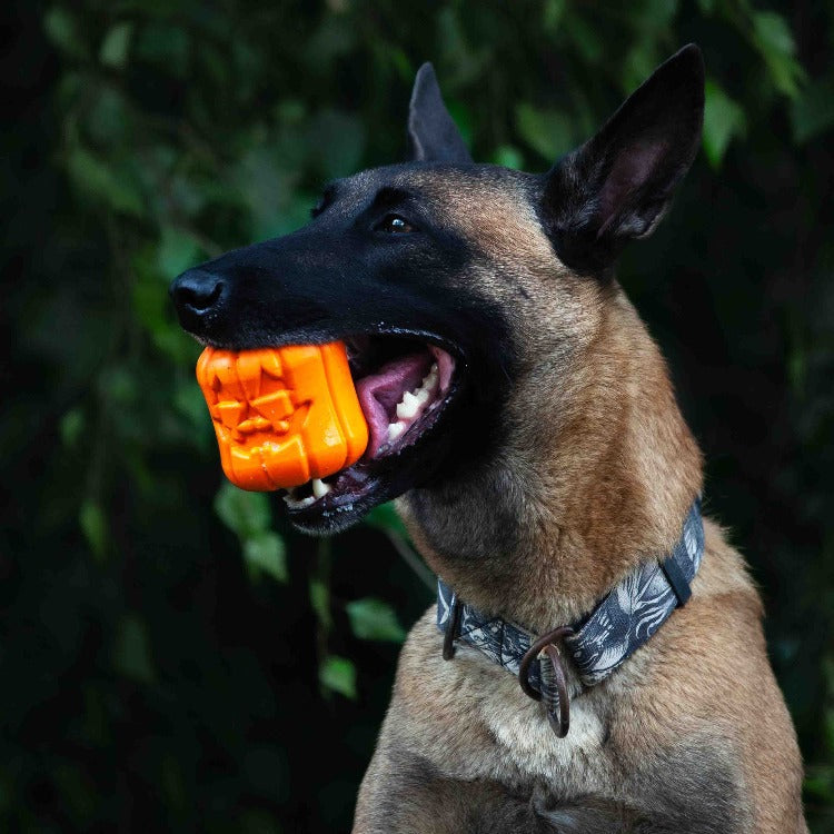 Dog holding an orange pumpkin-shaped toy in its mouth with a blurred green background