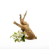 Wild Nosh Freeze-Dried Whole Quail