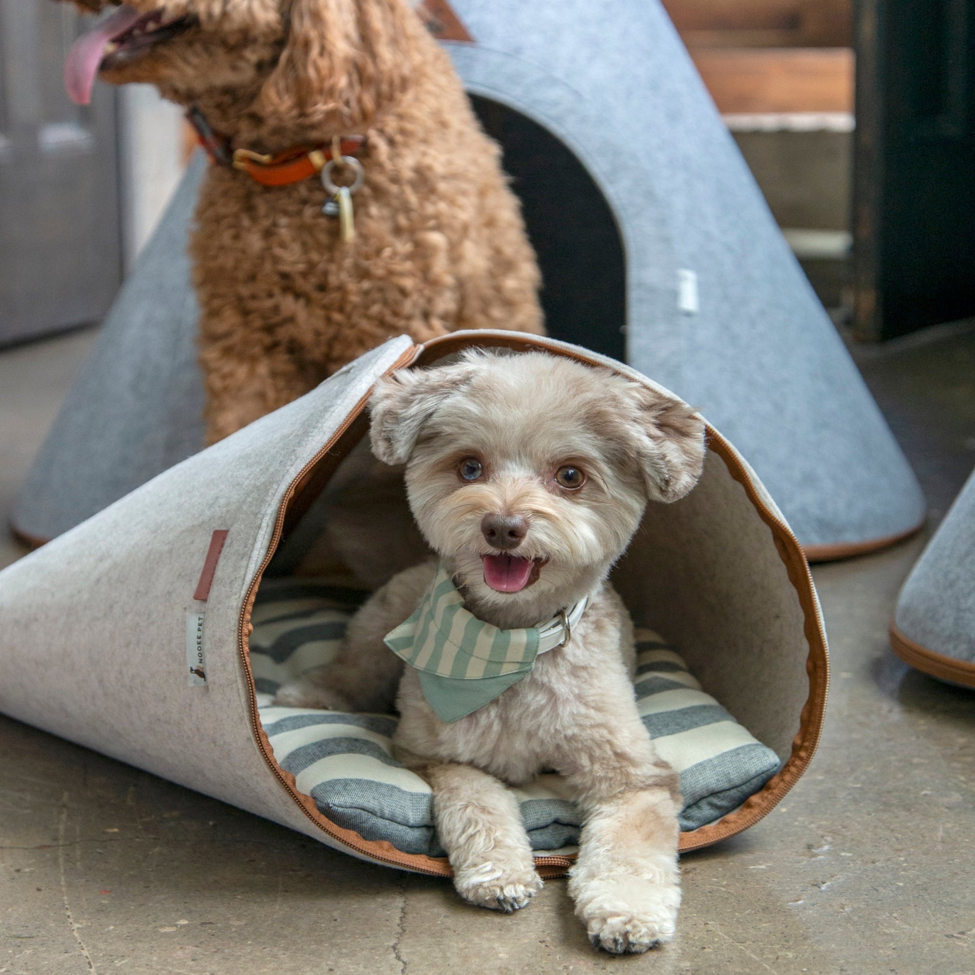 Small dog sitting inside a cone-shaped pet bed with another dog in the background.