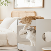All Day Cat Rack