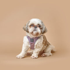 SoHo Dog Walking Set – Lilac Gray