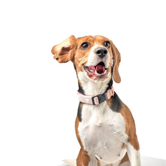 City Collar & Leash Set – Blush