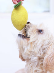 Wool Lemon Toy