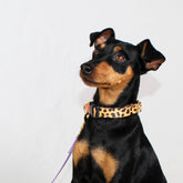 Leopard City Walk Collar + Leash Set - Biscuit & Bell