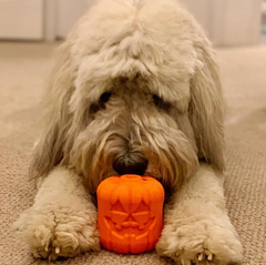 Jack O' Lantern Dog Toy - Durable Halloween Chew Toy for Large Dogs