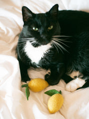 Wool Lemon Toy