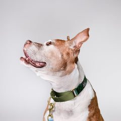 Forest + Olive Martingale Dog Collar