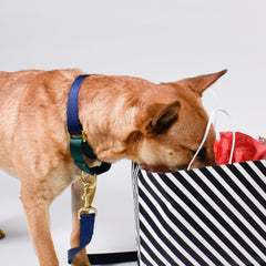 martingale collar / navy + forest - Biscuit & Bell