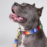 Not-So-Basic Snap Collar - Biscuit & Bell