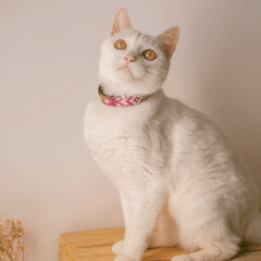 Sambboho Melrose Beaded Cat Collar