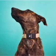 Series 3 / 3+ Fi compatible snap collar / custom colors