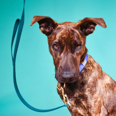 Double handle traffic leash