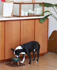 Oreo Ceramic Elevated Pet Bowl — Dark Green