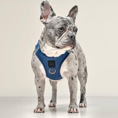 SoHo Dog Walking Set – Denim