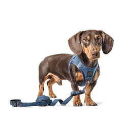 SoHo Dog Walking Set – Denim