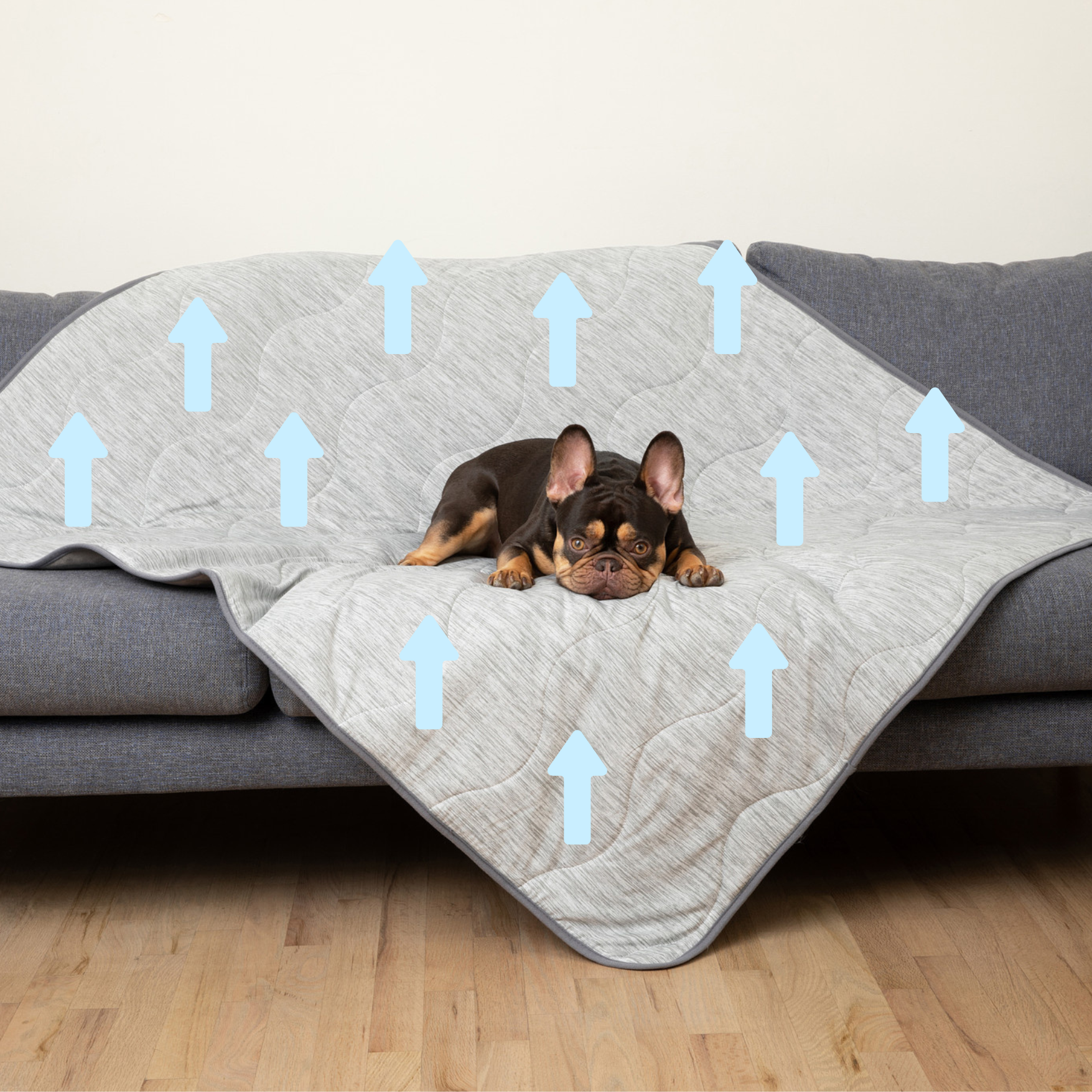 Dog lying on a gray blanket with blue arrows pointing towards it on a wooden floor.