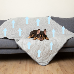 Dog lying on a gray blanket with blue arrows pointing towards it on a wooden floor.