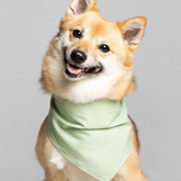 Party Bandana