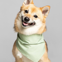 Party Bandana