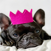 Bright Party Beast Crown
