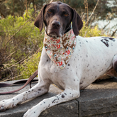 Adventure Bandana