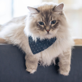 Modernbeast Classic Bandana