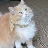 Adventure Necktie