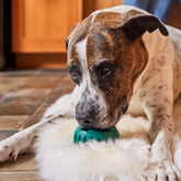 Dog lying on a rug with a green toy in its mouth, indoors.