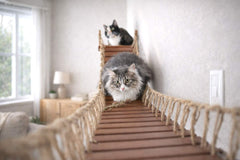 Catastrophic Creations Cat Bridge
