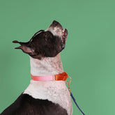 Classic Martingale Dog Collar - Biscuit & Bell