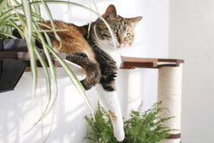 Catastrophic Creations The Juggernaut Cat Playground