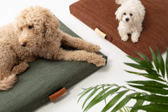 LAY LO Sage Modern Dog Bed