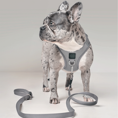 SoHo Dog Walking Set – Steel