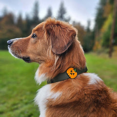 Pumpkin Jiby Dog Charm