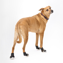 Paws By Kai Dog Sport Shoes