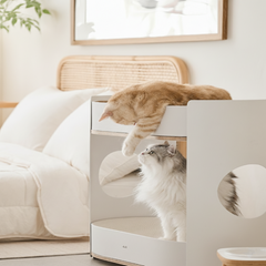 All Day Cat Rack