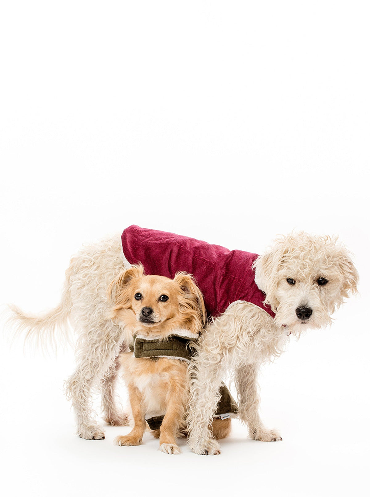 Modern Classic Dog Coat