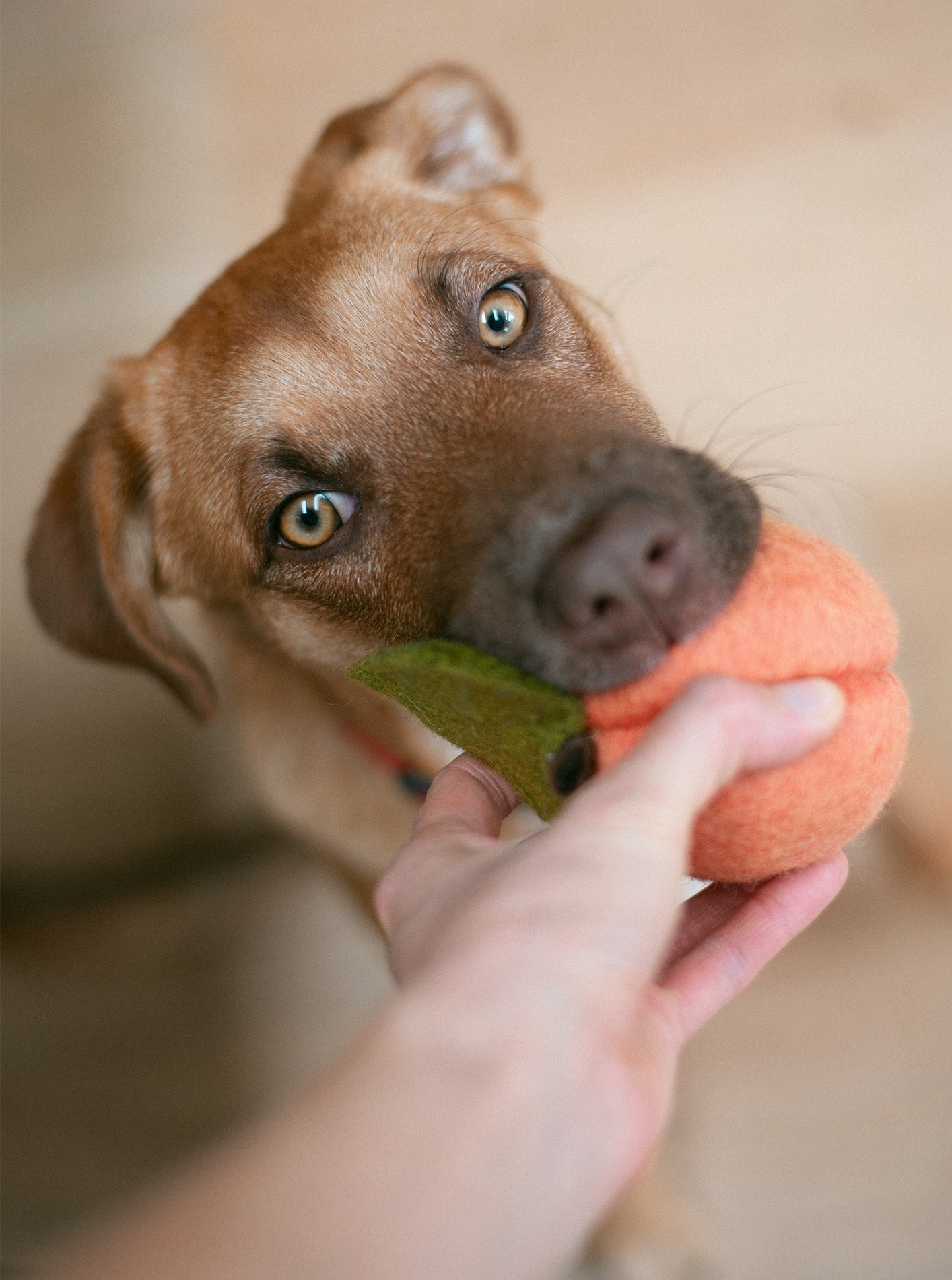 PEACH WOOL DOG & CAT TOY - Biscuit & Bell