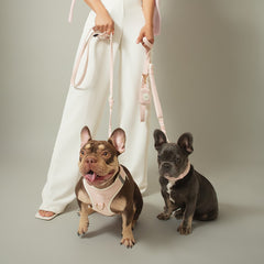 SoHo Dog Harness - Madison