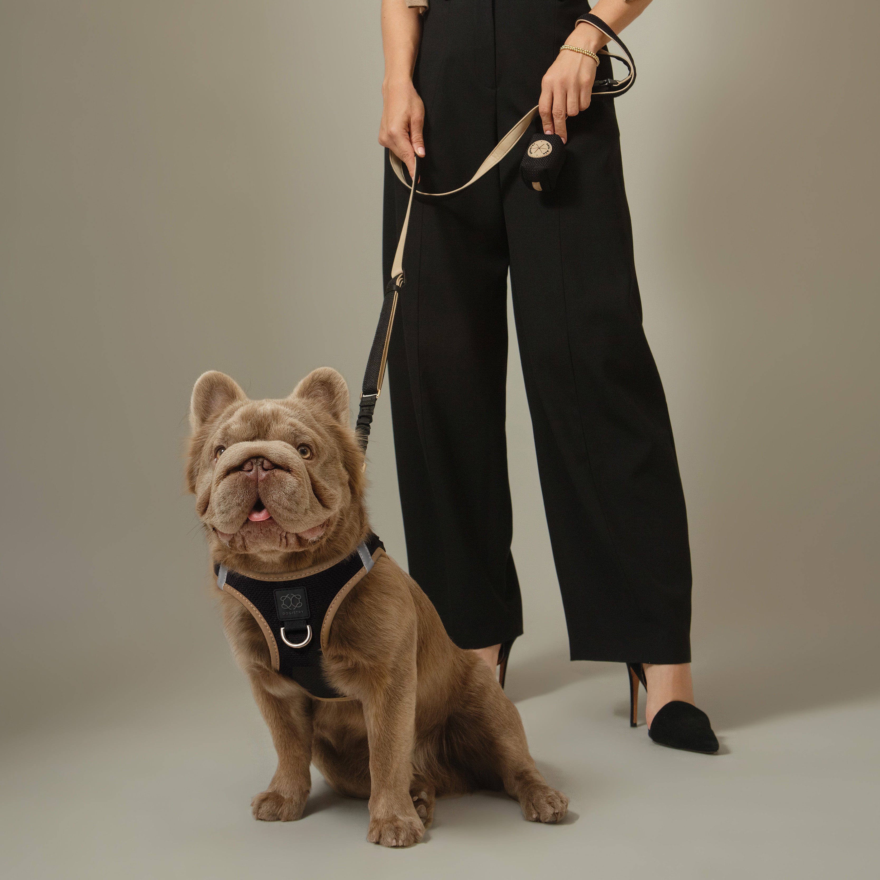 A brown French Bulldog wearing a black harness with beige trim sits on a gray studio floor while a person in black pants and black shoes stands behind holding the leash.