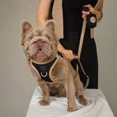 SoHo Dog Harness - Crosby