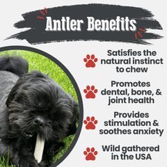 Reindeer Antler Dog Chews