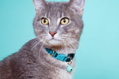 Breakaway Cat Collar