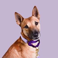 Lilac + Violet Martingale Dog Collar