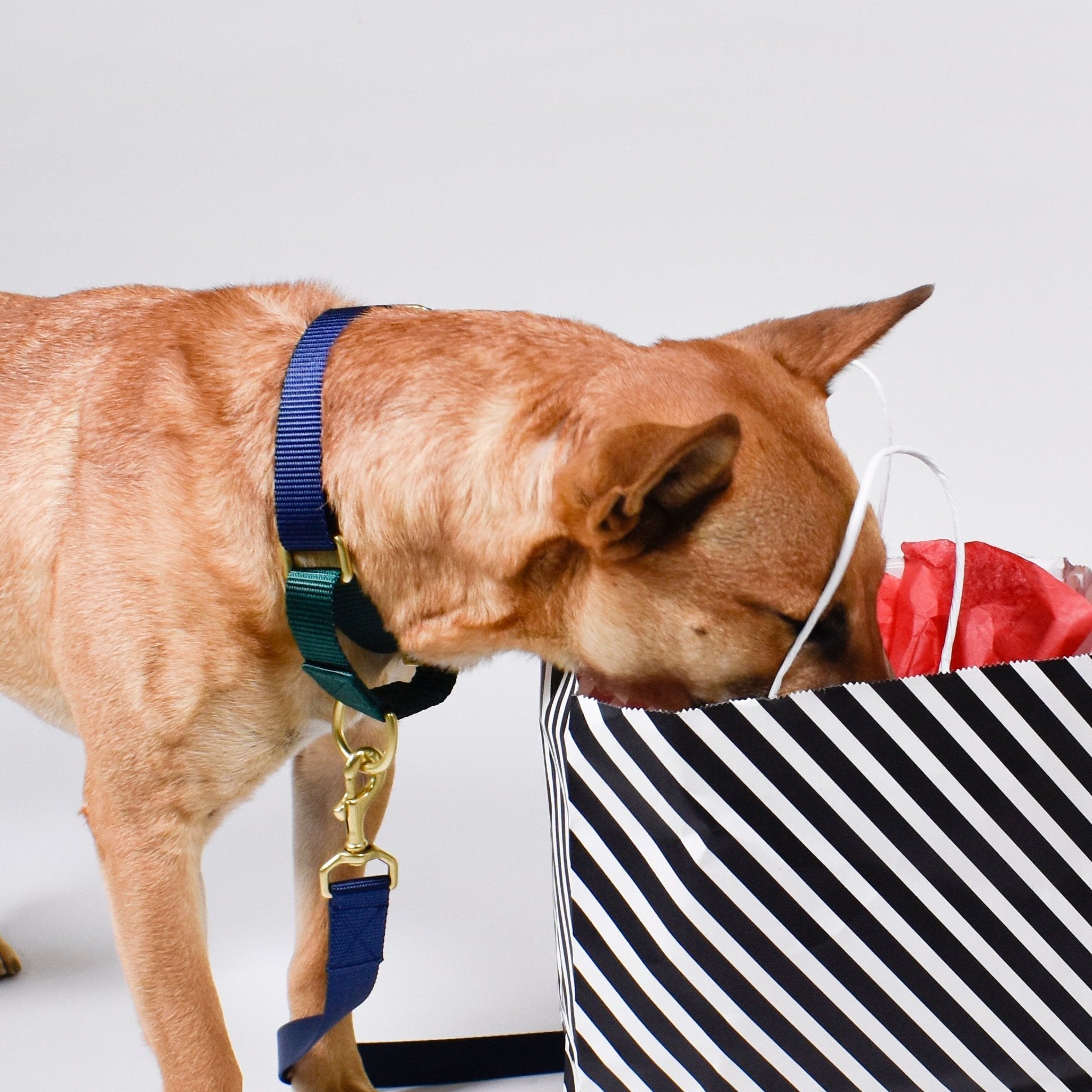 martingale collar / navy + forest - Biscuit & Bell
