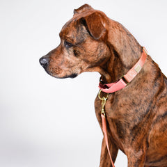 martingale collar / peach + pink - Biscuit & Bell