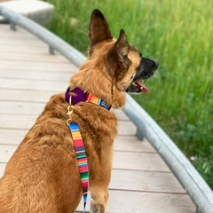 Serape City Walk Collar + Leash Set