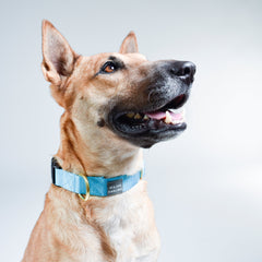 Classic Snap Collar