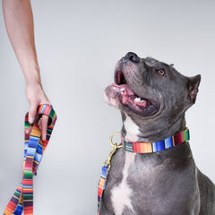 Serape City Walk Collar + Leash Set