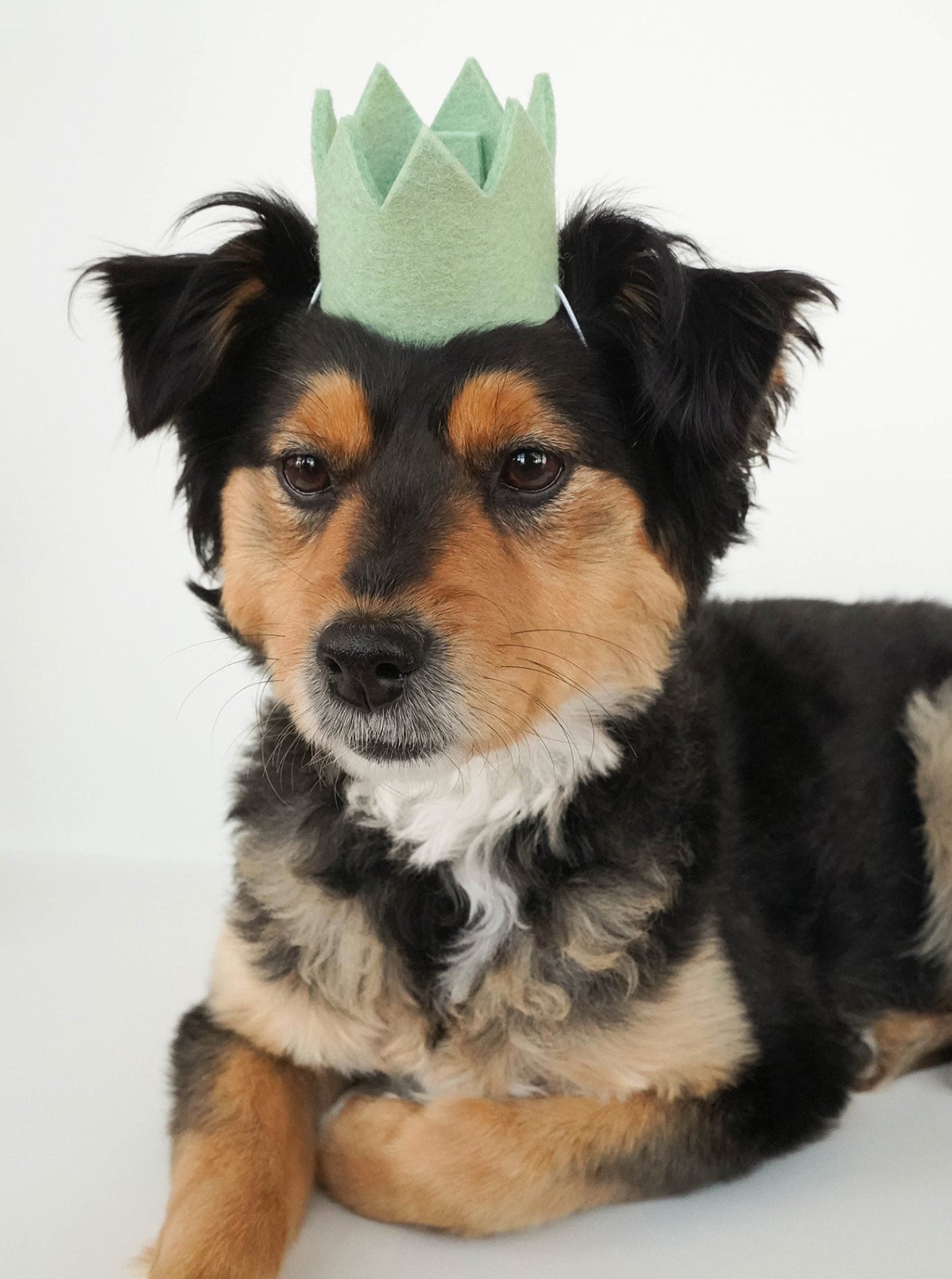 Dog wearing a green paper crown on a white background